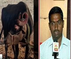 Kolhapur News | कुत्रा चावलेल्या म्हशीचं दूध प्यायलेल्या नागरिकांत घबराट | ABP Majha 