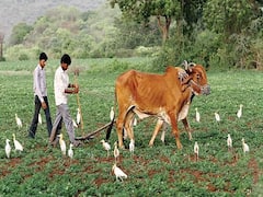 મોરબીઃ હળવદના ખડૂતોએ પાક વીમા મુદ્દે વીમા કંપની સામે શું લગાવ્યા આક્ષેપ? જુઓ વીડિયો 