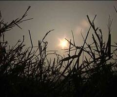 আজ থেকে আকাশ পরিষ্কার, সপ্তাহ শেষে ফের শীতের আমেজ, নামল পারদ