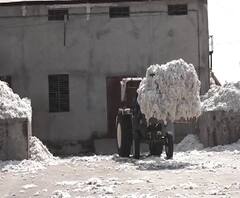 Cotton buying closed | कापूस उत्पादक शेतकरी अडचणीत, 10 दिवसांपासून कापूस खरेदी बंद | ABP Majha