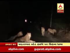 અમરેલીઃ જાફરાબાદ સ્ટેટ હાઈવે પર સિંહ પરિવારનો અડિંગો, વીડિયો વાયરલ