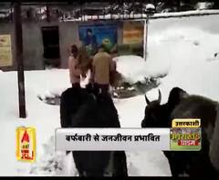 बर्फबारी में मवेशियों के लिए मुसीबत