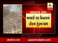 બનાસકાંઠાઃ માવસરી રણ વિસ્તારમાં તીડના ધામા, જુઓ વીડિયો