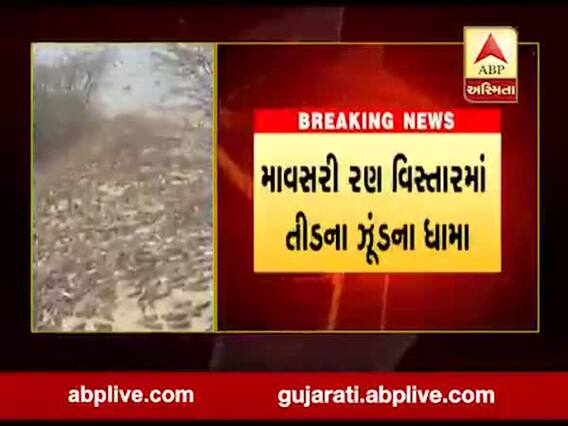 બનાસકાંઠાઃ માવસરી રણ વિસ્તારમાં તીડના ધામા, જુઓ વીડિયો