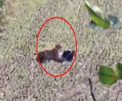 Tiger Attack Bhandara | भंडाऱ्यात पिसाळलेल्या वाघाचा धुमाकूळ, तीन गावकऱ्यांवर हल्ला