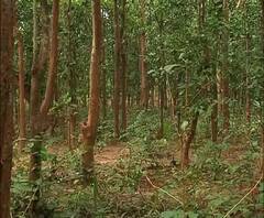 Reporter Stories: বাঘ বা তা শাবক কোথায়? এখনও হদিশ দিতে পারেনি বন দফতর