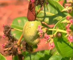 Alphonso | हवामान बदलाचा आंबा, काजूवर परिणाम; हापूस बाजारात उशिरा दाखल होणार | ABP Majha