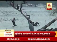 મુદ્દાની વાતઃ થોળ તળવામાં વિદેશી પક્ષીઓ બન્યા મહેમાન, જુઓ ખાસ અહેવાલ