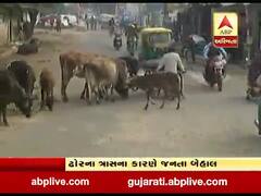 અમદાવાદમાં રખડતા ઢોરનો ત્રાસ, જુઓ ઘાટલોડિયાથી ગ્રાઉન્ડ રિપોર્ટ