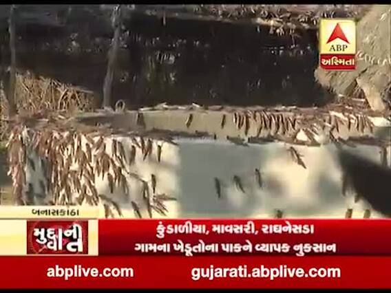 મુદ્દાની વાતઃ બનાસકાંઠામાં તીડનું આક્રમણ યથાવત, જુઓ અહેવાલ