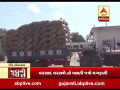 મુદ્દાની વાતઃ વરસાદની આગાહી વચ્ચે ગીર સોમનાથમાં ખુલ્લામાં પડી છે મગફળી, જુઓ વીડિયો