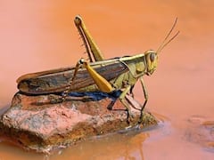 બનાસકાંઠાઃ વાવ તાલુકામાં તીડના આક્રમણથી મળી મુક્તિ, જુઓ વીડિયો 