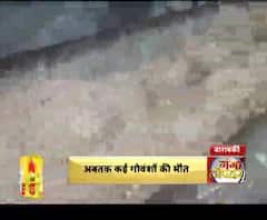 गोशाला या जानवरों की कब्रगाह ?