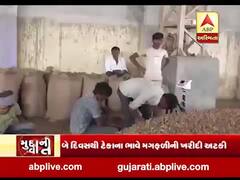 અમરેલી: નવ કેન્દ્ર પર મગફળીની ખરીદ અટકતા ખેડૂતોને હાલાકી, જુઓ વીડિયો