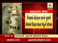 અરવલ્લીઃ એરંડાના પાકમાં ગુલાબી ઇયળનો ઉપદ્રવ વધતા ખેડૂતો પરેશાન, જુઓ વીડિયો