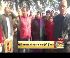 किसानों का गायों पर फूटा गुस्सा