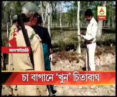 খুন? জলপাইগুড়ির চা বাগান থেকে চিতাবাঘের রক্তাক্ত মৃতদেহ উদ্ধার