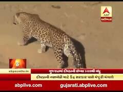 ગુજરાતમાં દીપડાની સંખ્યા 1400 થઇ હોવાનો વનમંત્રીનો સ્વીકાર, જુઓ વીડિયો