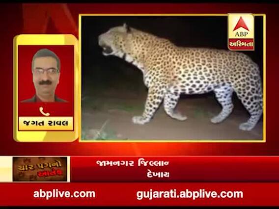 જામનગરઃ કાલાવાડમાં દીપડો દેખાયાનો દાવો, વન વિભાગે શરૂ કરી કાર્યવાહી, જુઓ વીડિયો