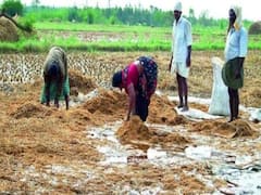 કમોસમી વરસાદથી નુકસાન ન થયું હોય તે ખેડૂતોએ સહાય માટે નથી કરી અરજી, જુઓ વીડિયો