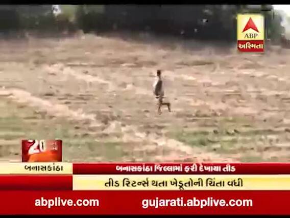 બનાસકાંઠામાં ફરી શરૂ થયો તીડનો આતંક, ખેડૂતો ચિંતિત