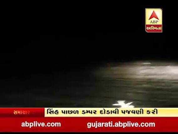  ભાવનગરઃ સિંહ પાછળ ડમ્પર દોડાવી પજવણી કરાઇ, જુઓ વીડિયો 