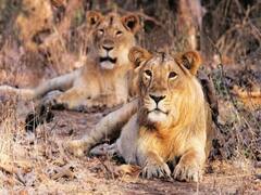 આગામી મે મહિનામાં શરૂ થશે સિંહોની વસતિ ગણતરી, જુઓ વીડિયો