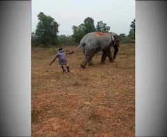 ভিডিওতে দেখুন: ঝাড়গ্রামের জামবনিতে লোকালয়ে হাতি, লেজ টেনে উত্যক্ত করল গ্রামবাসী