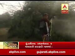 બનાસકાંઠાઃ વાવ તાલુકામાં તીડના ઝૂંડ જોવા મળ્યા, જુઓ વીડિયો