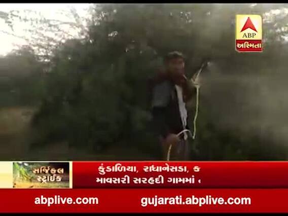 બનાસકાંઠાઃ વાવ તાલુકામાં તીડના ઝૂંડ જોવા મળ્યા, જુઓ વીડિયો