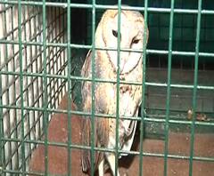 WEB EXCLUSIVE | पतंगोत्सव साजरा केल्यामुळे पक्ष्यांच्या शरीरावर दुष्परिणाम, पंख कापण्याची वेळ | नागपूर 