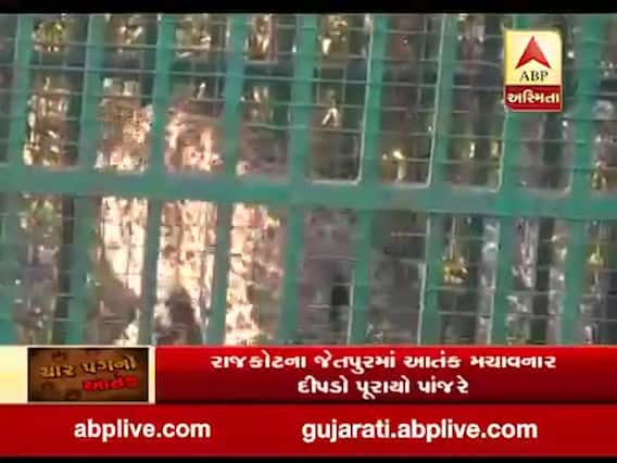 રાજકોટઃ જેતપુરમાં આતંક મચાવનાર દીપડો પાંજરે પુરાયો, જુઓ વીડિયો