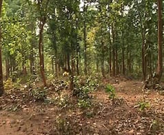 ঝাড়খণ্ড বন দফতরের বক্তব্যে জঙ্গলে দুটি পুর্ণবয়স্ক বাঘিনী থাকার সন্দেহ, দাবি উড়িয়ে দিচ্ছেন না এ রাজ্যের বন-কর্তারা