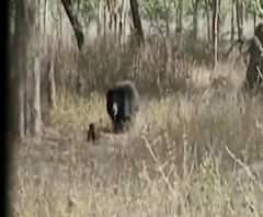 Chandrapur | भटकी कुत्री मागे लागल्याने अस्वल आणि पिलाची धावाधाव | ABP Majha