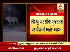 સૌરાષ્ટ્ર બાદ દક્ષિણ ગુજરાતમાં પણ દીપડાનો આતંક યથાવત, જુઓ વીડિયો