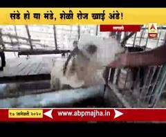 Special Report | चारा खाणारी शेळी जेव्हा अंडी खाते, इंदापुरातला 120 किलोचा रांगडा टायगर | ABP Majha 