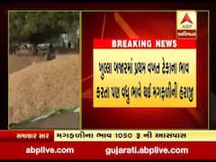 અમરેલીઃ સીંગ તેલના ભાવ વધતા મગફળીના ભાવમાં વધારો, જુઓ વીડિયો