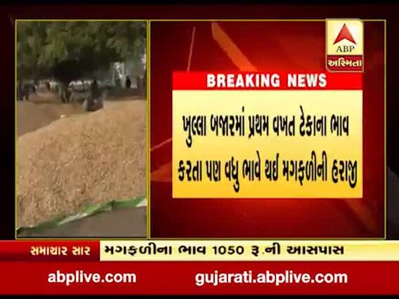 અમરેલીઃ સીંગ તેલના ભાવ વધતા મગફળીના ભાવમાં વધારો, જુઓ વીડિયો
