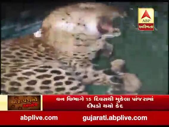 સુરતઃ મહુવામાં દહેશત મચાવનાર દીપડો પુરાયો પાંજરે, જુઓ વીડિયો