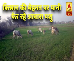 किसान की मेहनत पर पानी फेर रहे आवारा पशु , सरकार पर अनदेखी का आरोप ! | ABP Ganga