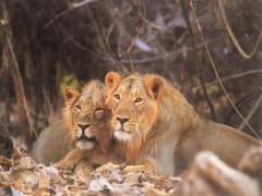 રાજકોટઃ ત્રંબાની સીમમાં દેખાયા બે સિંહ, જુઓ વીડિયો