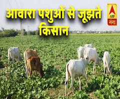 आवारा पशुओं ने किया किसानों को परेशान, देखें एबीपी गंगा का रियलिटी चेक | ABP Ganga