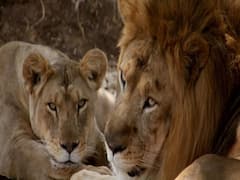 અમરેલીઃ રાજૂલાના કાતરમાં સિંહના આંટાફેરાથી લોકોમાં ભયનો માહોલ, જુઓ વીડિયો