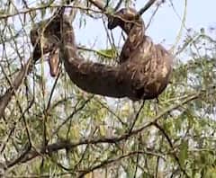 Rural News | अजगराने गिळलं शेळीचं पिल्लू | माझं गाव माझा जिल्हा | ABP Majha