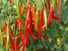 મુદ્દાની વાતઃ મરચાંના ભાવમાં લાલચોળ તેજીથી ખેડૂતો ખુશ, એકબીજાને મોં મીઠુ કરાવ્યુ, જુઓ વીડિયો