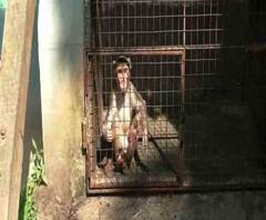 Reporter Stories:শান্তিপুরে তাঁতশিল্পীর অসুস্থ মর্কটের পরিচর্যা, পরে উদ্ধার করল বন দফতর