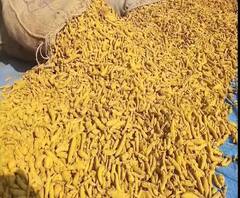 Rural News | पुरामुळे सांगलीतल्या हळदीचा दर्जा घसरला | माझं गाव माझा जिल्हा | ABP Majha