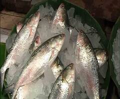 Reporter Stories: কলকাতার বাজারে শীতে হাজির বর্ষার রানি ইলিশ!