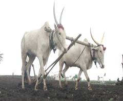 Crop Loan | पीकविमा काढायचा की नाही हे आता शेतकरी ठरवणार, मोदी सरकारचा निर्णय | ABP Majha