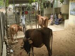 ગુજરાત બજેટઃ પશુપાલકો માટે શું થઈ મોટી જાહેરાત, જુઓ વીડિયો